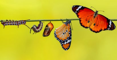 Image of the stages of the life cycle of a butterfly as part of life cycles resources for primary pupils